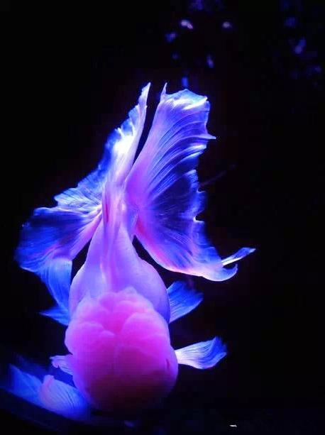 名媛金鱼百科全书~