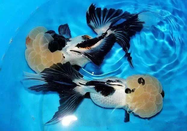 名媛金鱼百科全书~