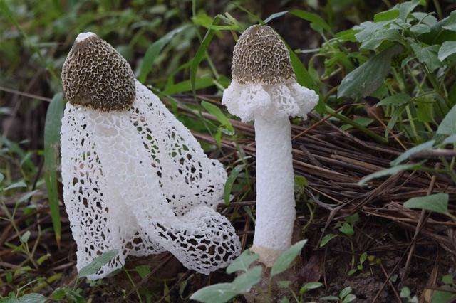 菌中皇后竹荪,菌中皇后是什么