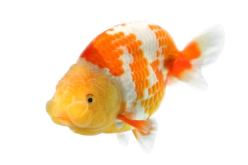 十年养鱼,十年养一条鱼