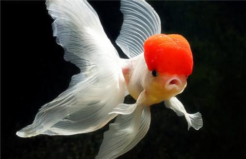 十年养鱼,十年养一条鱼