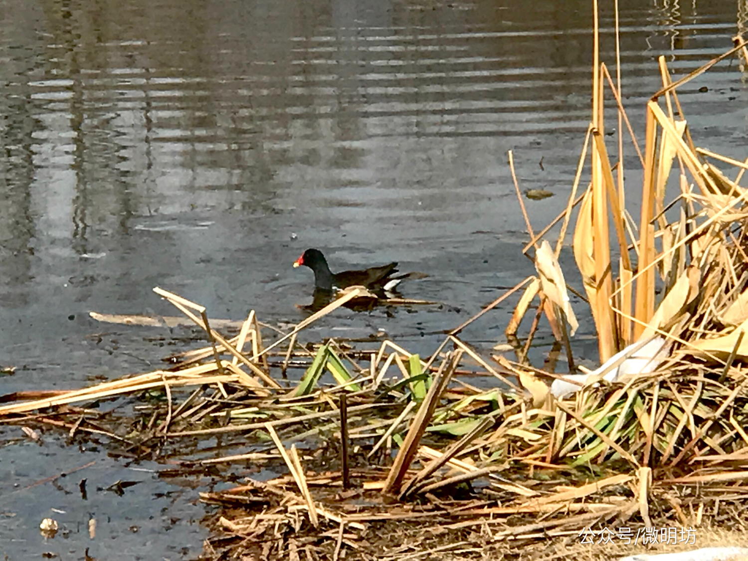 手拍世界作品集402期,手拍世界作品专集