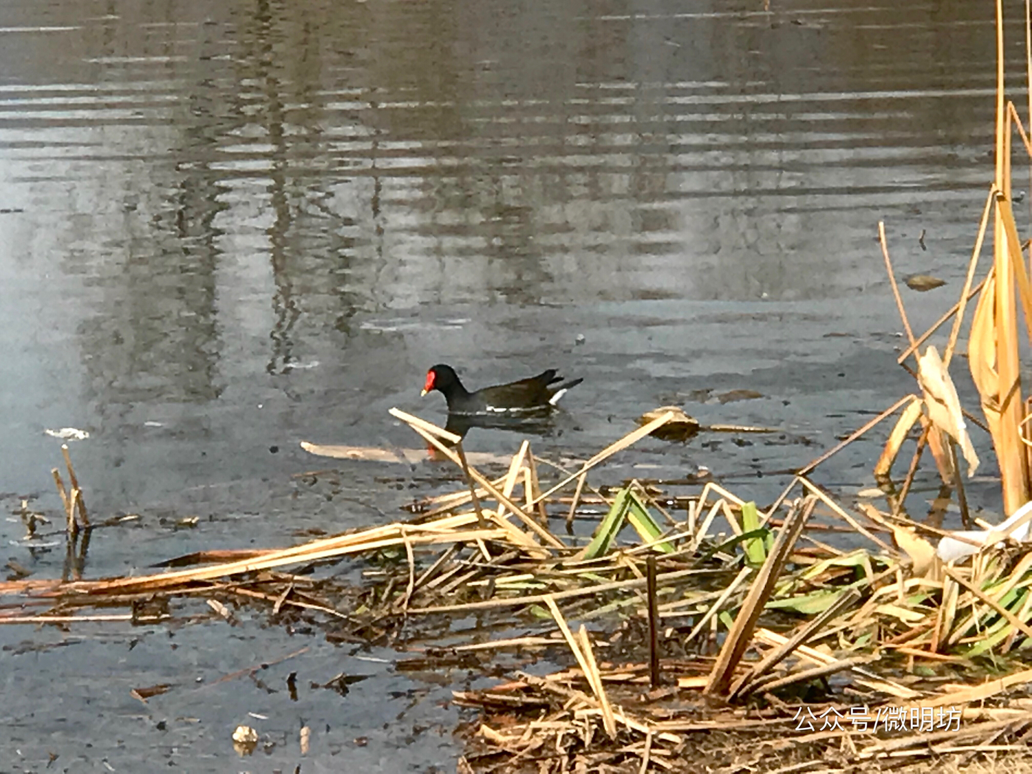 手拍世界作品集402期,手拍世界作品专集