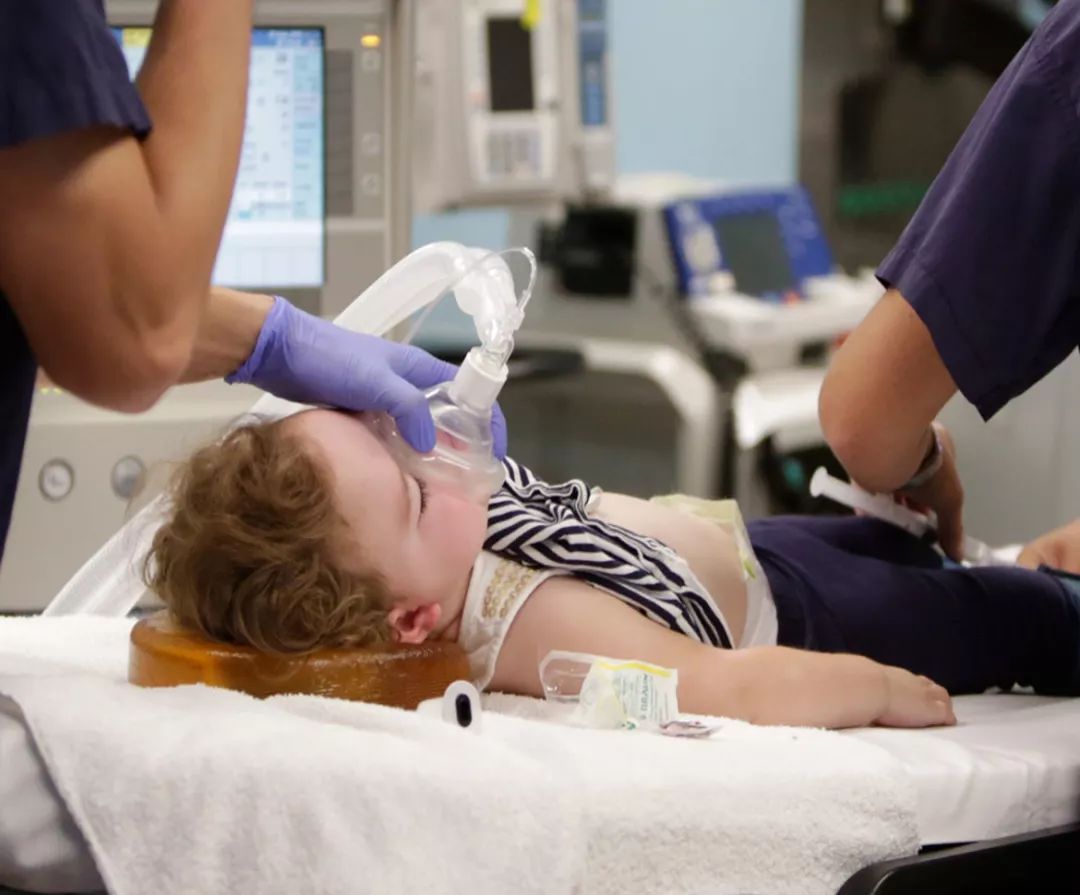 坎贝尔泰迪熊,坎贝尔金丝熊