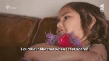 坎贝尔泰迪熊,坎贝尔金丝熊