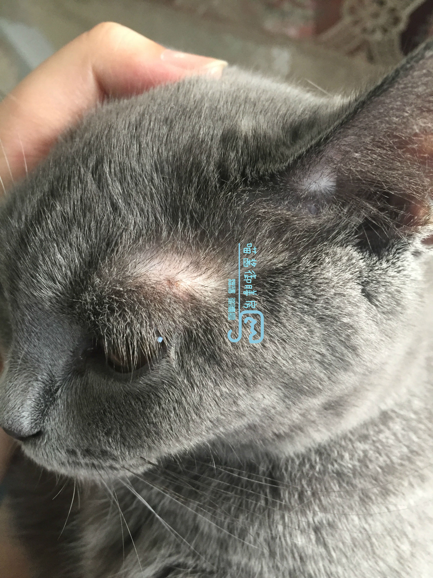 猫皮癣传染人,猫狗癣传染人有什么症状