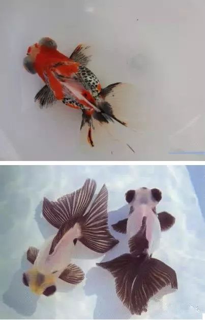 名媛金鱼百科全书~