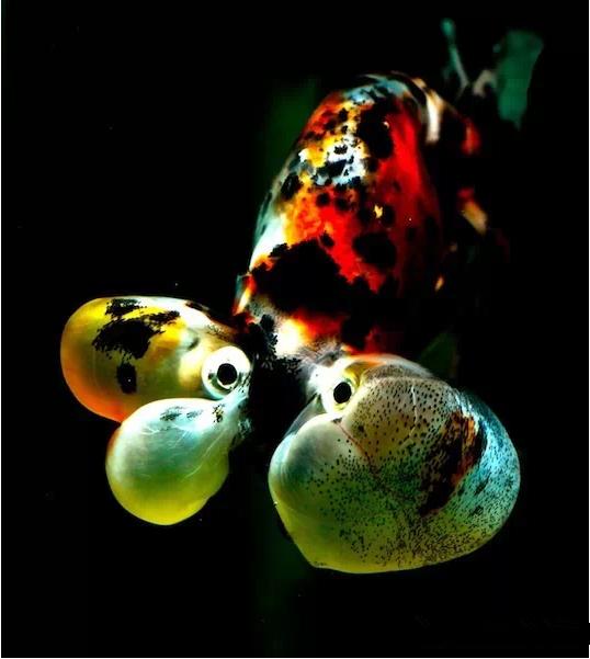 名媛金鱼百科全书~