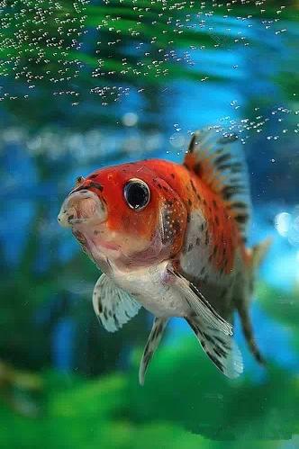 名媛金鱼百科全书~