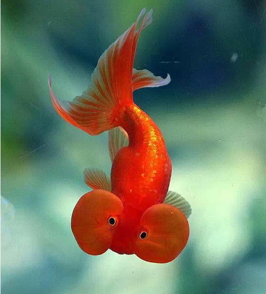 名媛金鱼百科全书~