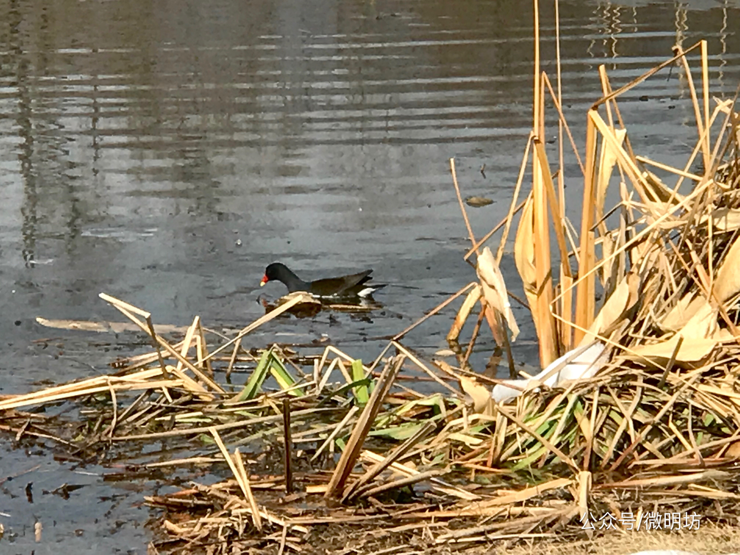 手拍世界作品集402期,手拍世界作品专集