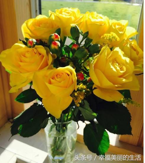 十种漂亮的玫瑰花,10种最好看的玫瑰花排名