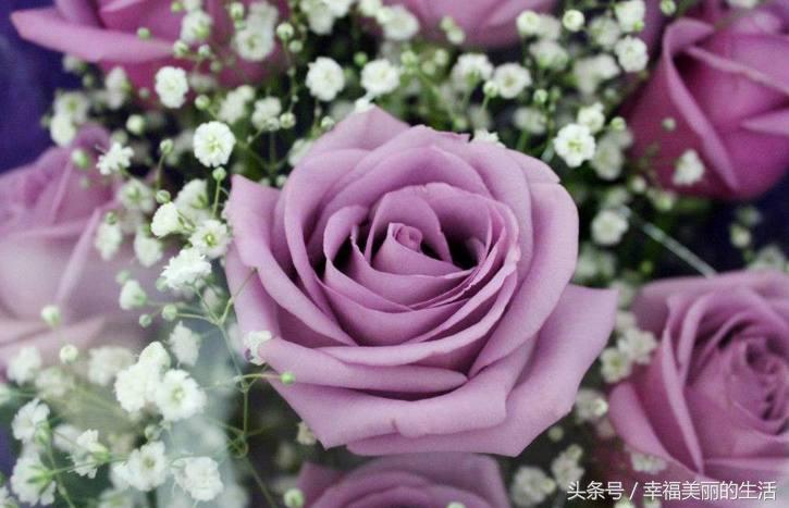 十种漂亮的玫瑰花,10种最好看的玫瑰花排名