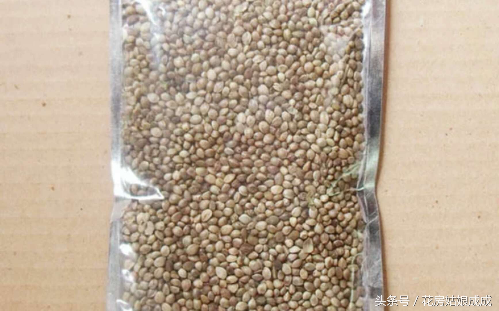 现在君子兰出花箭怎么养护,君子兰初开花箭后该怎样养护