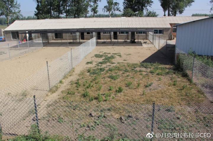 纯血统拉布拉多赛级犬白色购买 (宠物市场怎么挑选拉布拉多犬)