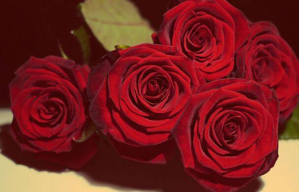 中年一枝花生肖女,中年一枝花的三种生肖女