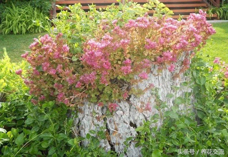 农村院子里的树桩怎么清理,院子里的老树桩