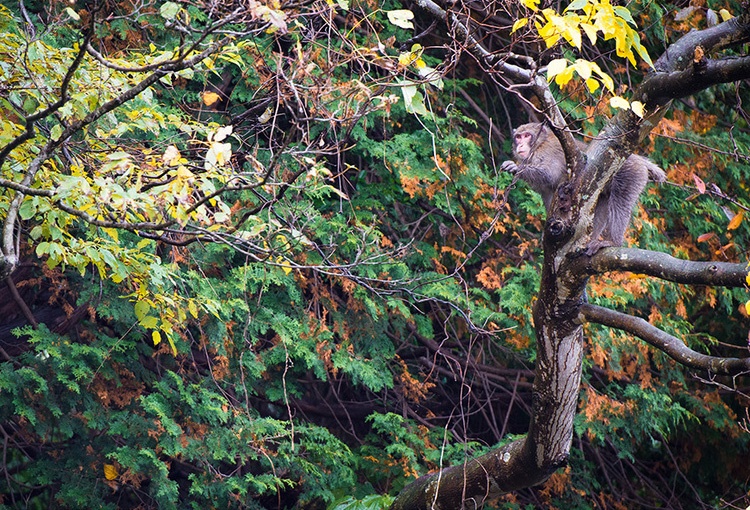日本最美农民村庄,日本淳朴童话村落