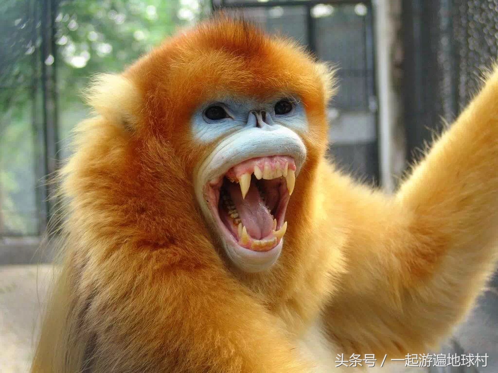 长隆野生动物世界游玩北门攻略,长隆野生动物世界旅游攻略路线