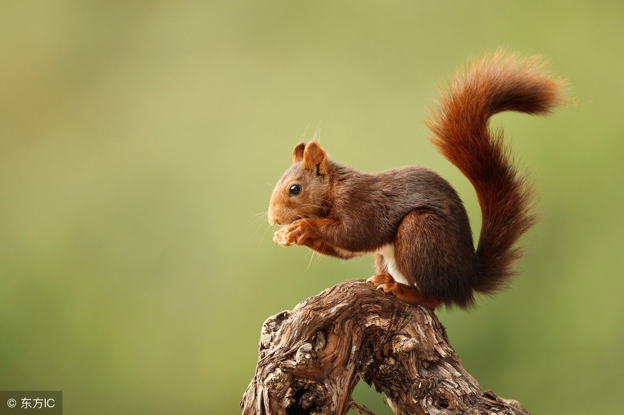下辈子我们做夫妻好不好,下辈子做个松鼠