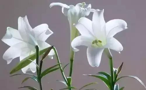 带你认识全国的省花,中国各地市花是什么