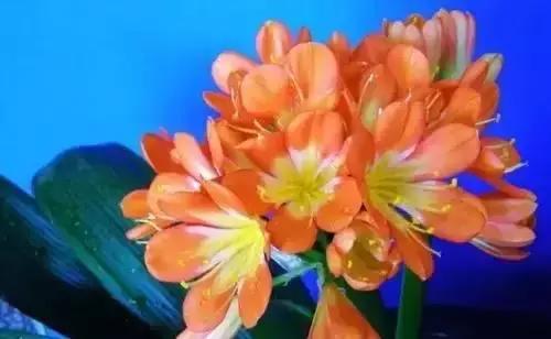 带你认识全国的省花,中国各地市花是什么