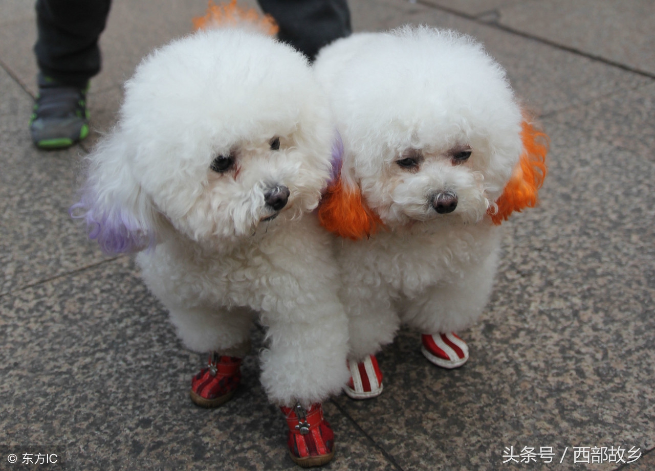 请珍惜属狗的人,属狗人的一生忠告