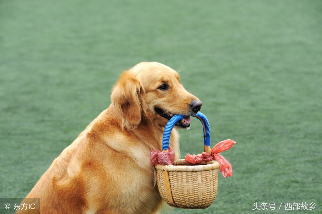 请珍惜属狗的人,属狗人的一生忠告