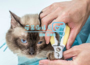猫皮癣传染人,猫狗癣传染人有什么症状