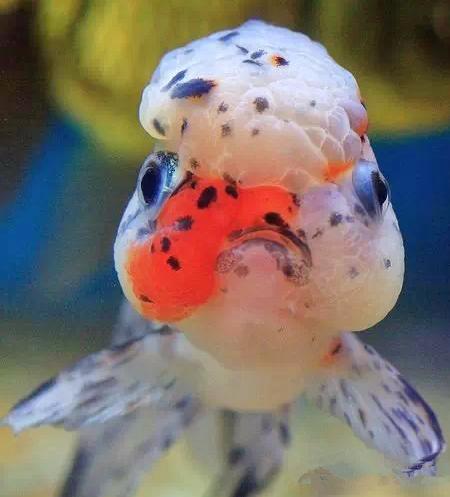 名媛金鱼百科全书~