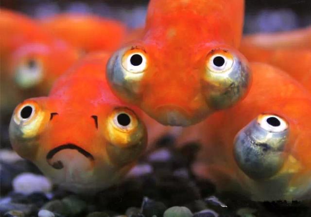 名媛金鱼百科全书~