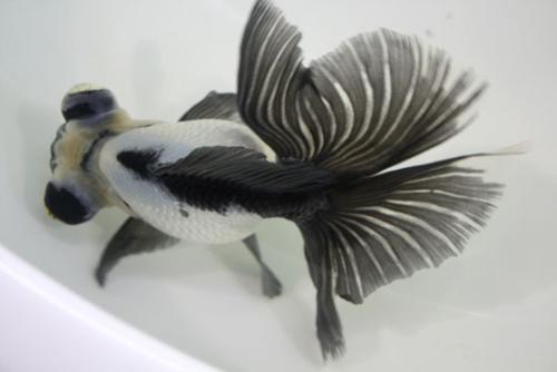 十年养鱼,十年养一条鱼