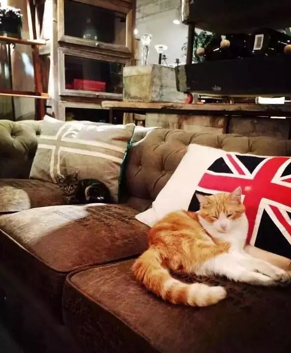 魔都解忧杂货铺 (解忧杂货铺魔都)