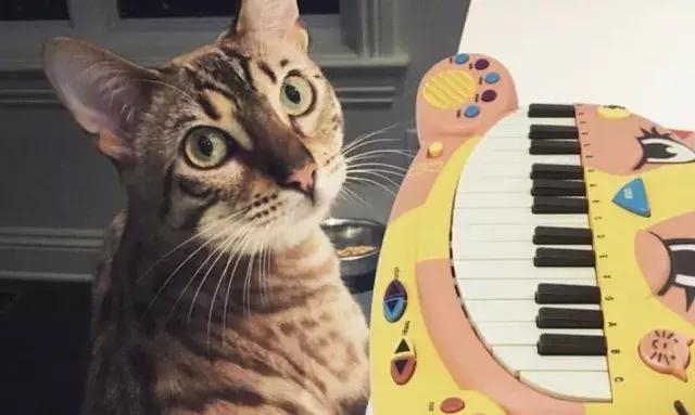 音乐玩具儿童视频,宝宝音乐玩具推荐1-2岁合集