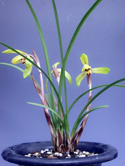 紫砂壶中青年实力派五绝,紫砂壶五绝