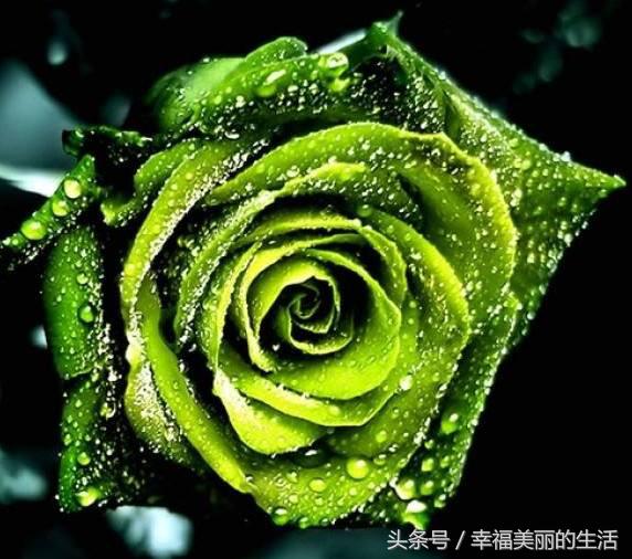 十种漂亮的玫瑰花,10种最好看的玫瑰花排名