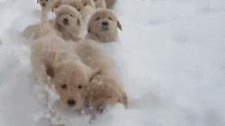 求求你们,外国牌子还是不要做春节商品了!