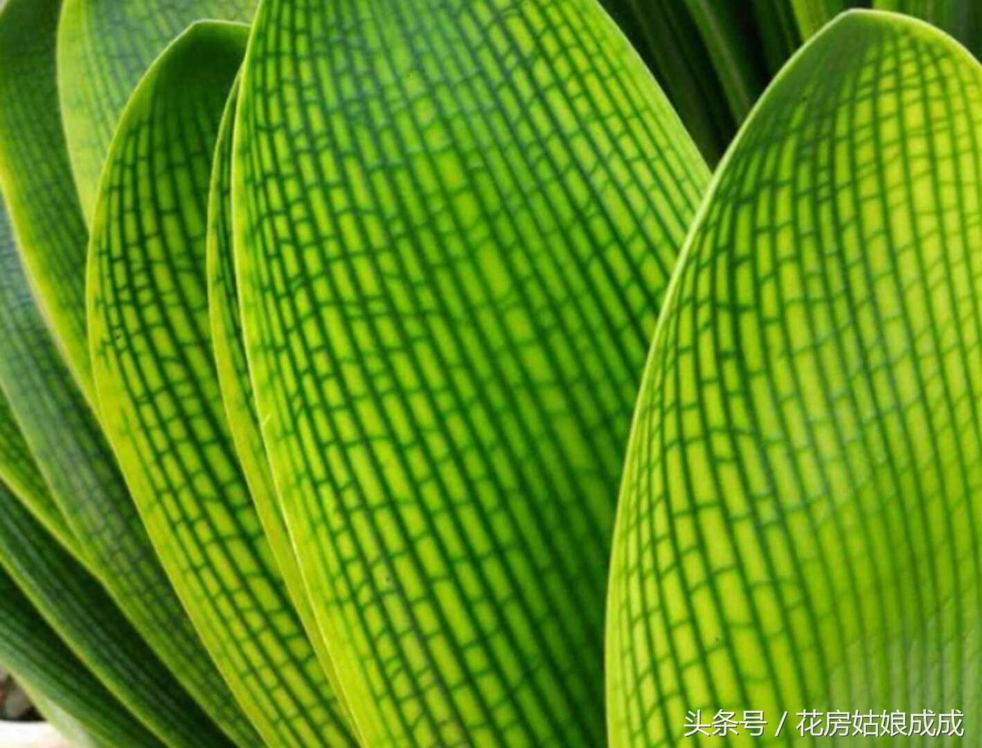 现在君子兰出花箭怎么养护,君子兰初开花箭后该怎样养护