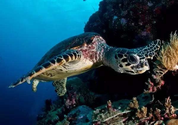帕劳旅游攻略小册子,帕劳旅游攻略大全集