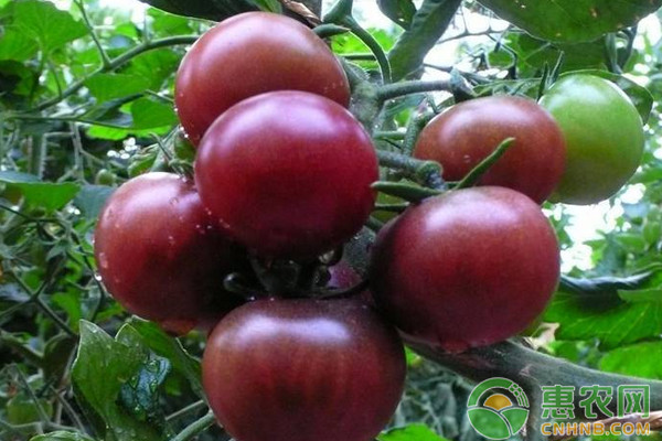 2018年农业种植什么东西最挣钱,今年种什么经济作物最赚钱