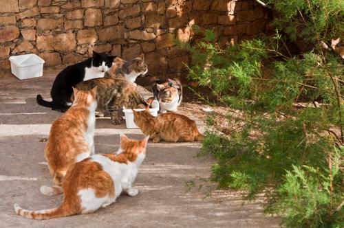 适合猫咪旅游的地方,盘点最美的猫咪风景