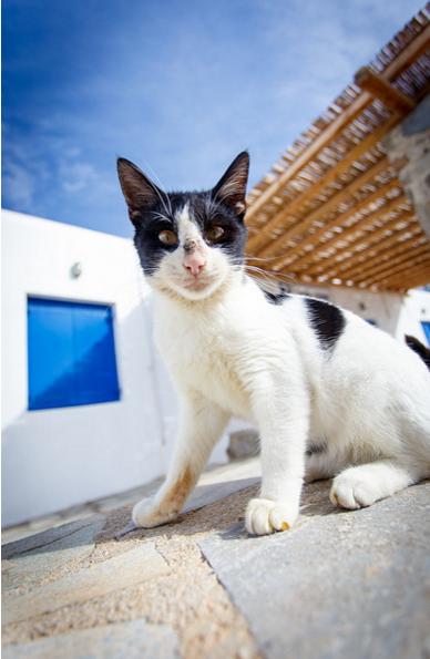 适合猫咪旅游的地方,盘点最美的猫咪风景