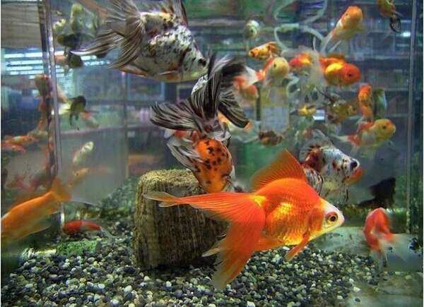 什么金鱼最好养,珍珠金鱼怎么养