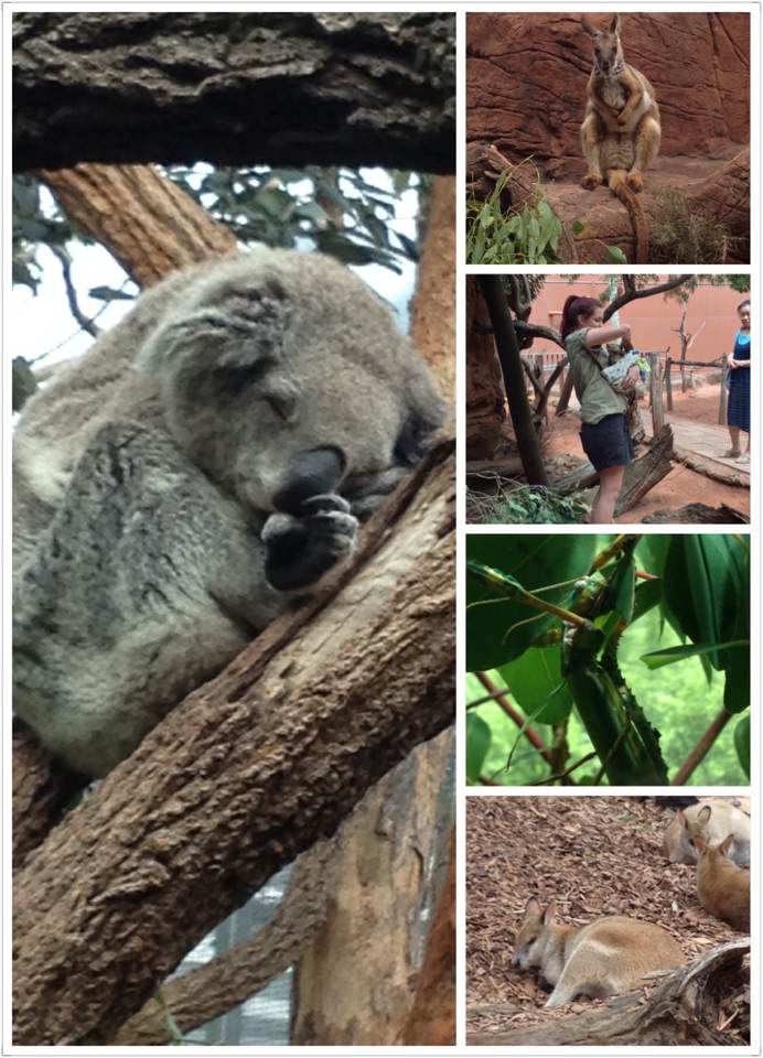 澳洲假期2024,悉尼墨尔本圣诞节旅游攻略