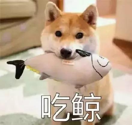 生肖什么时候开始算,生肖的更替从哪天开始算的