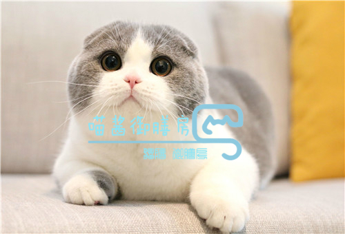 猫皮癣传染人,猫狗癣传染人有什么症状