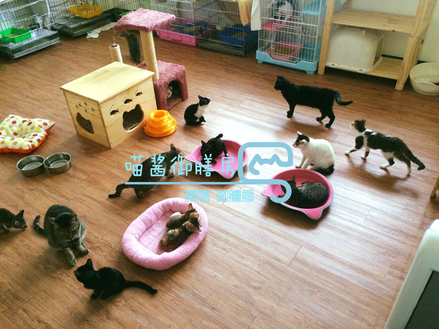 猫皮癣传染人,猫狗癣传染人有什么症状