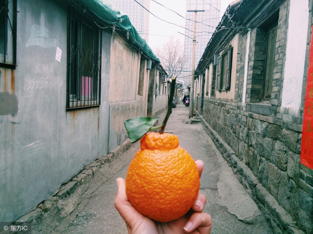 近几年来一种叫丑八怪的水果,5种很丑很奇怪的水果