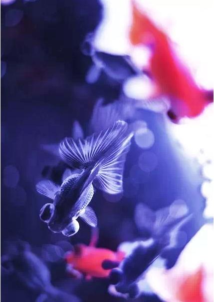 名媛金鱼百科全书~