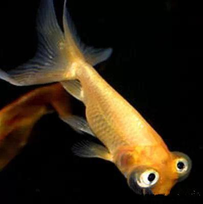 名媛金鱼百科全书~